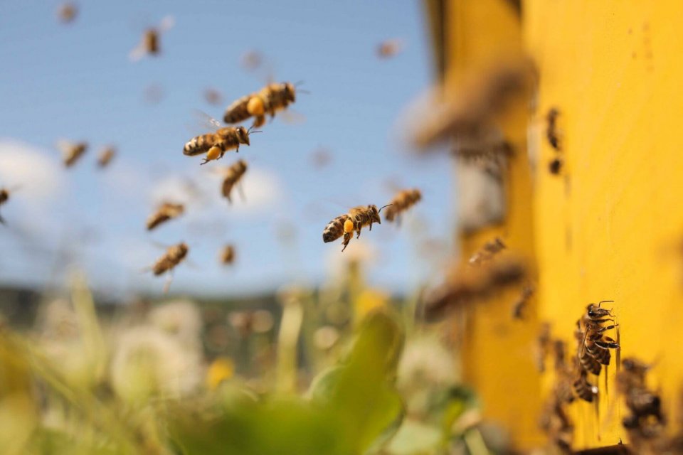 Lợi ích của mật ong được cho là có rất nhiều tác dụng khác nhau, được coi như thực phẩm, thuốc chữa bệnh tốt cho sức khỏe đến việc làm đẹp da của người sử dụng.
