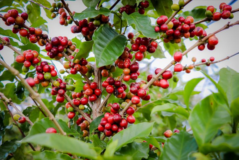 Sản xuất cà phê thường chúng ta bắt đầu từ việc trồng cà phê, sau đó thu hoạch, xử lý hạt và cuối cùng là rang xay để tạo ra cà phê hoàn chỉnh.